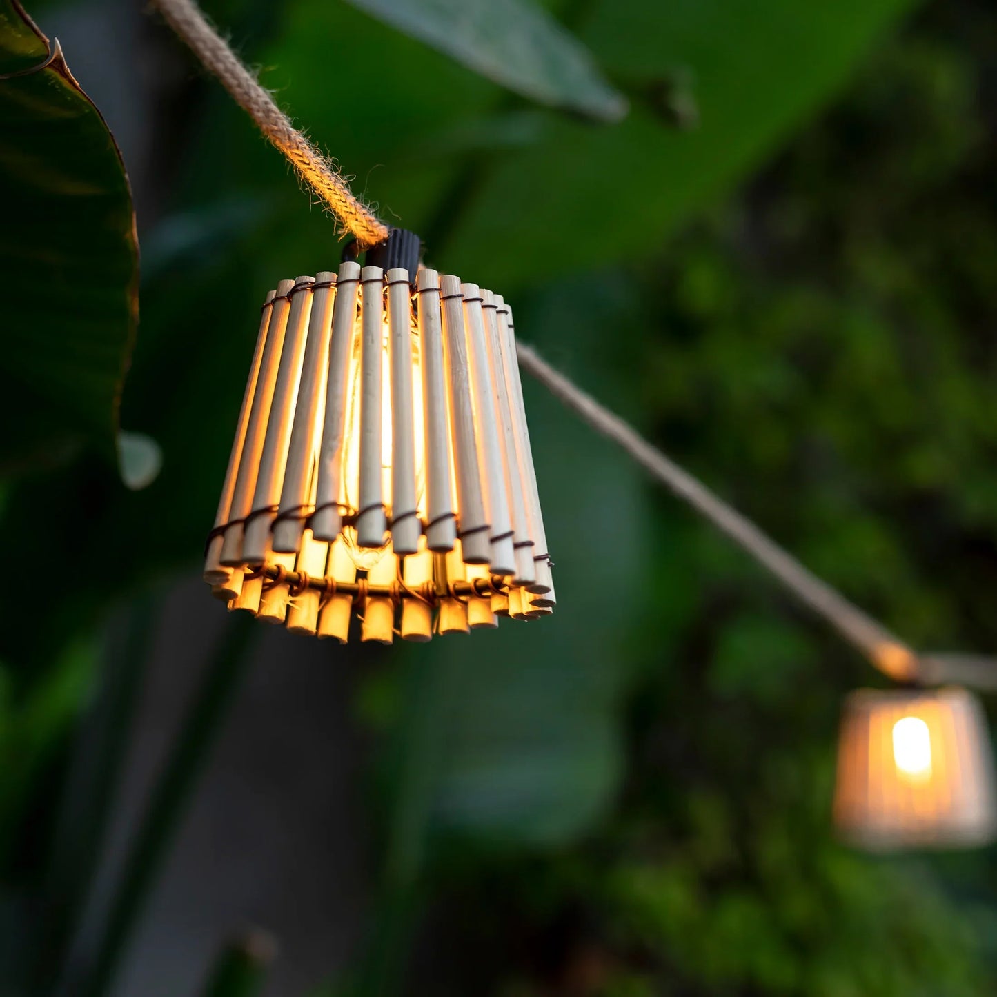GARDENAURA | DECORATIEVE OKINAWA SLINGERS