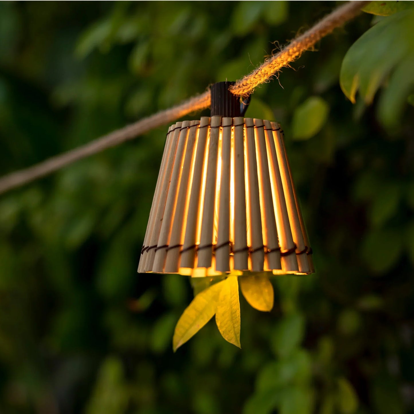 GARDENAURA | DECORATIEVE OKINAWA SLINGERS